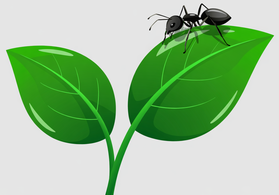 A black ant on a leaf. Harvey's Pest Control Bristol & Landscaping.
