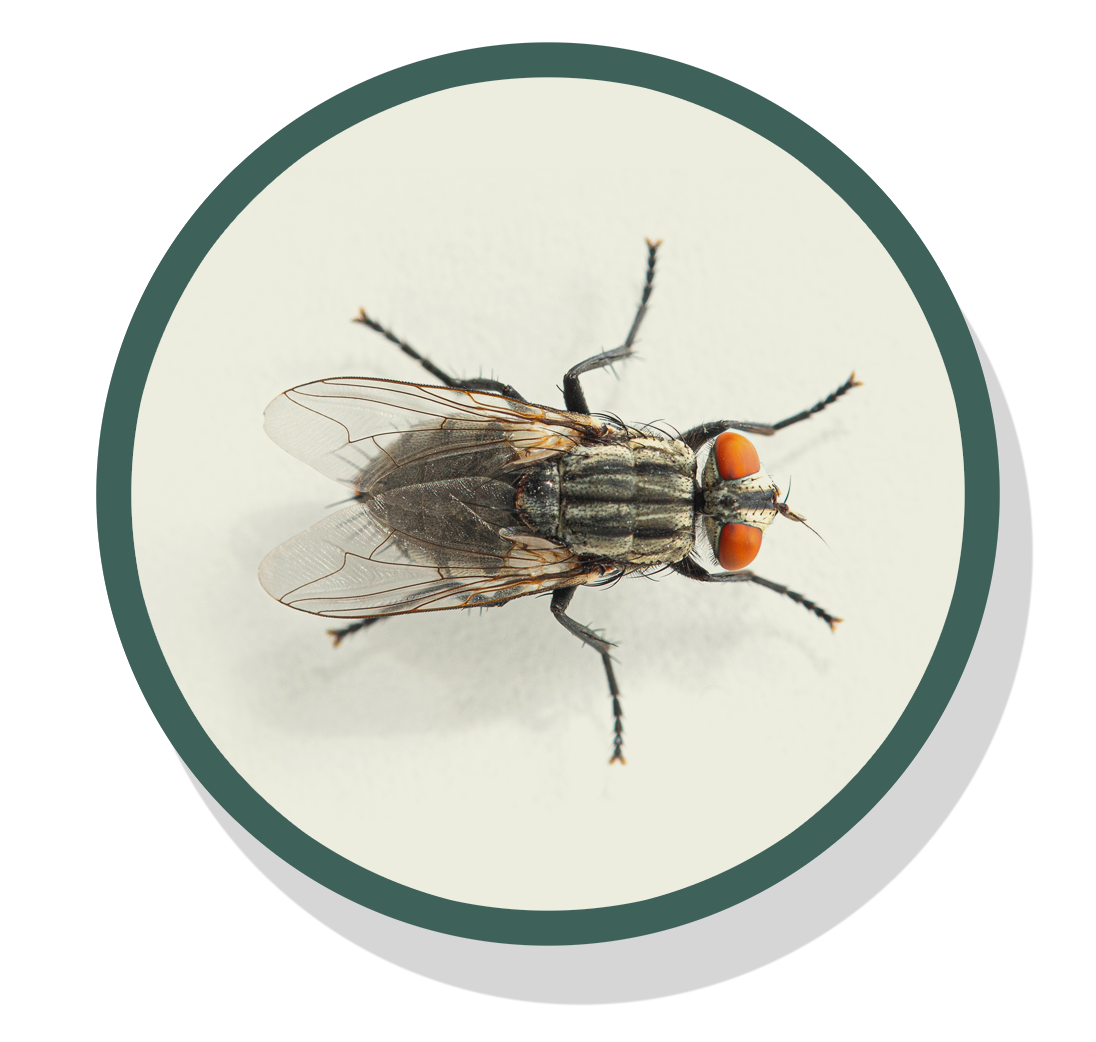 A house fly