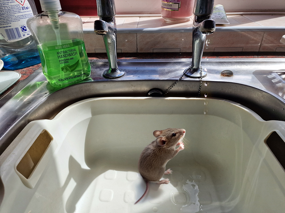 A single dripping tap can provide enough water for a mouse – talk about low maintenance!