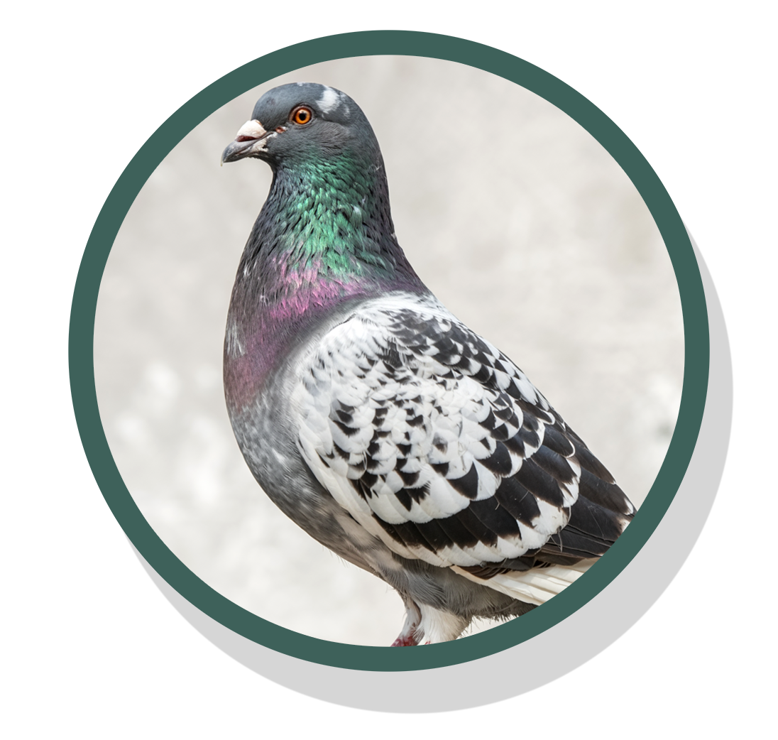A pigeon